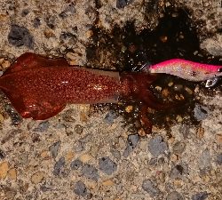 ケンサキエギング