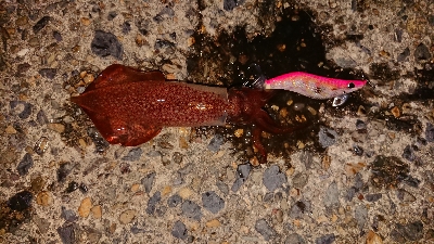 ケンサキエギング