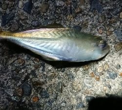 仕事終わりケンサキ調査