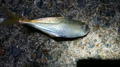 仕事終わりケンサキ調査