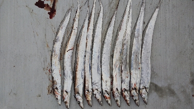 サゴシとタチウオ