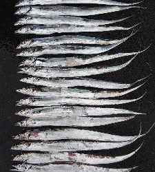 タチウオとサゴシ