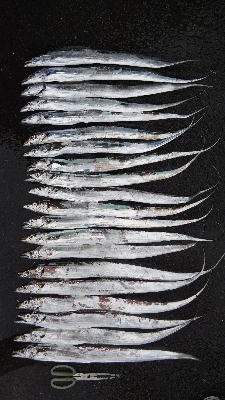 タチウオとサゴシ