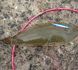 そろそろマゴチ本格化か?