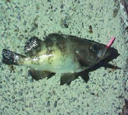 アキジハタが沢山