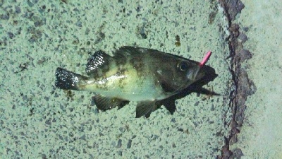 アキジハタが沢山