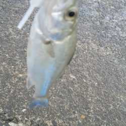 アジングのはずが