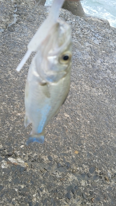 アジングのはずが