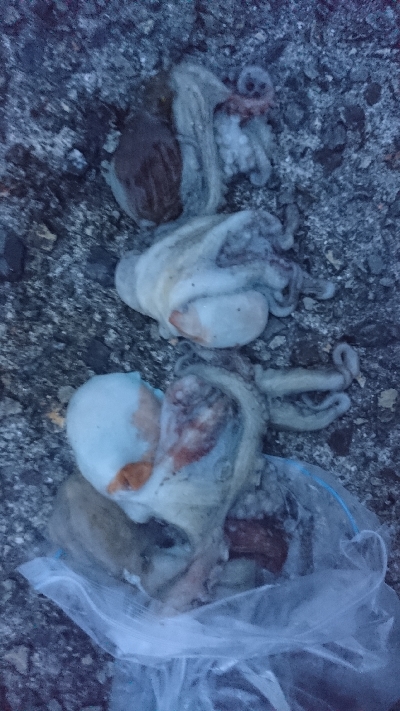 タコストイックのために