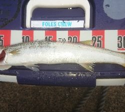 マメージングである