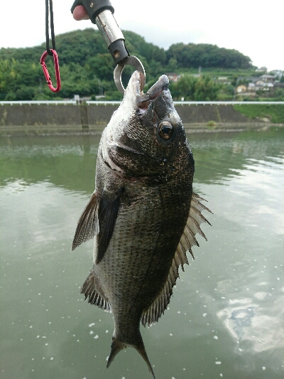 今日の釣果