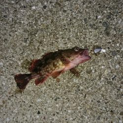 良型キス＆ヒラメ狙いました♪