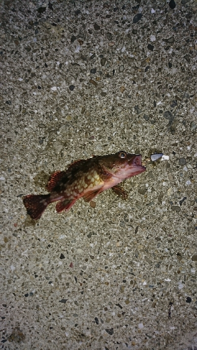 良型キス＆ヒラメ狙いました♪