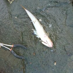 フラットフィッシュ狙いでしたがエソ祭り