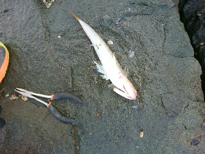 フラットフィッシュ狙いでしたがエソ祭り