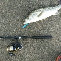 トップで20分、10バイト以上、2本ゲット！