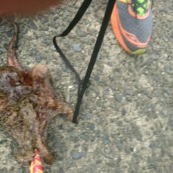 夏本番❗タコ調査で二匹ゲット!!