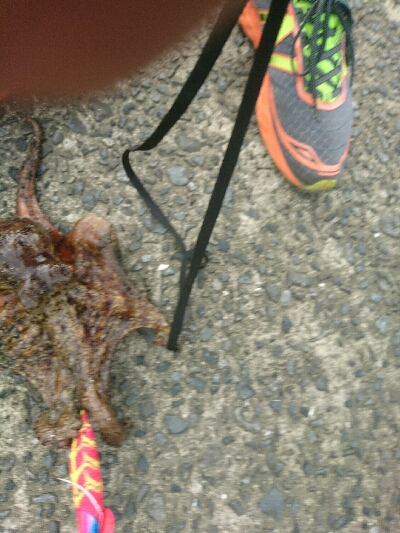 夏本番❗タコ調査で二匹ゲット！！