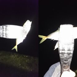 アジングならぬサバング