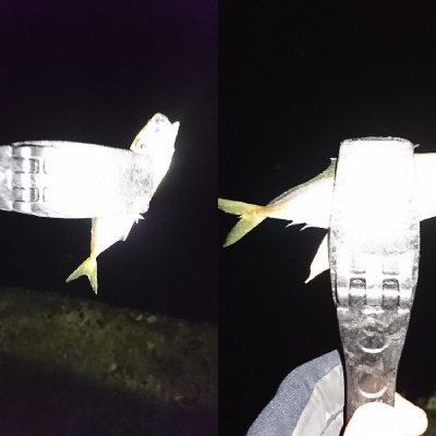 アジングならぬサバング