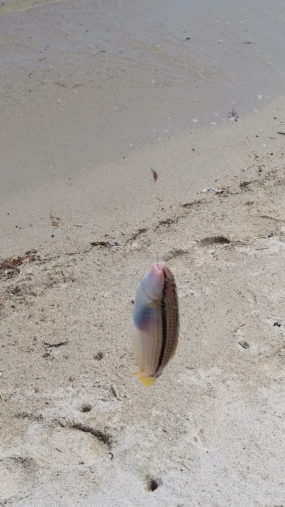 キス釣りとルアー