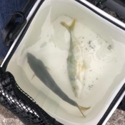 ライトワインドゲーム