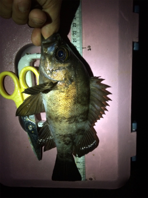 ここ最近ロクな天候にならない笑