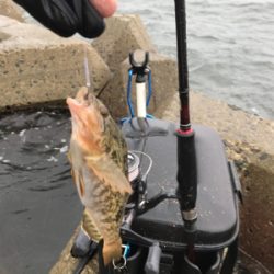 木材港でキス釣り
