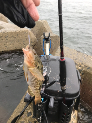 木材港でキス釣り
