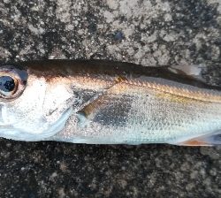 アジンガー1810〜1935