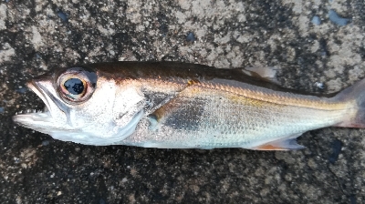 アジンガー1810〜1935