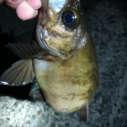 ナイトアジング