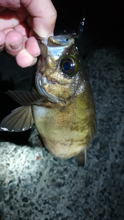 ナイトアジング