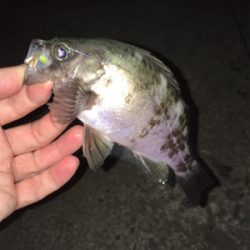 良型梅雨メバル