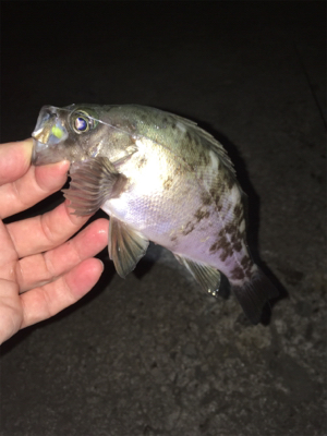 良型梅雨メバル