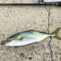 ツバス、ゲット！