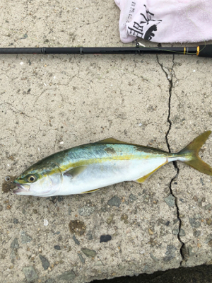 ツバス、ゲット！