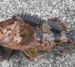 アジンガー1815〜1935