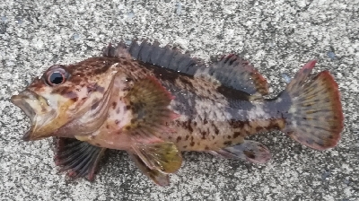 アジンガー1815〜1935