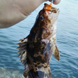 2019年7月2日釣行in伊崎漁港周辺