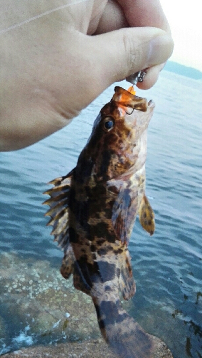 2019年7月2日釣行in伊崎漁港周辺