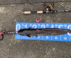 夕方ナマズゲーム