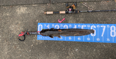 夕方ナマズゲーム