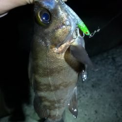 ナイトアジング