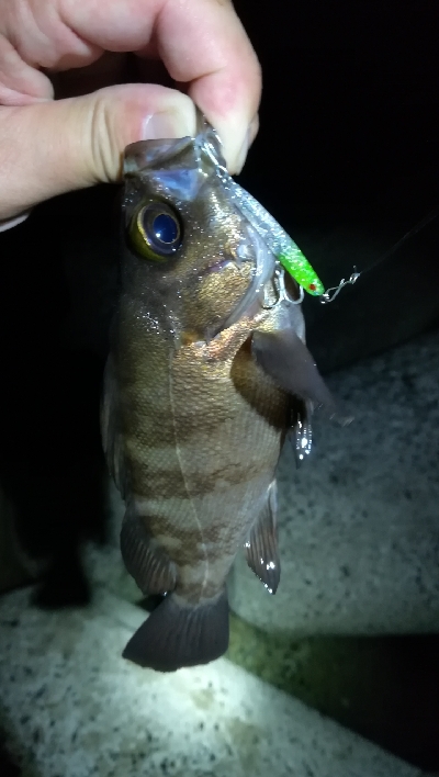 ナイトアジング