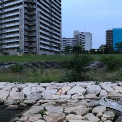 でっかいマチヌ釣ったどー