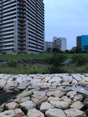 でっかいマチヌ釣ったどー