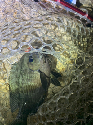 多魚種釣れました(^^)