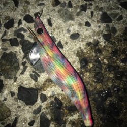 久しぶりのアオリGET(≧∀≦)