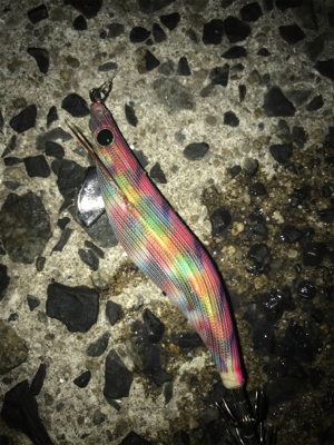 久しぶりのアオリGET(≧∀≦)